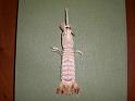 Carinosquilla thailandensis 4